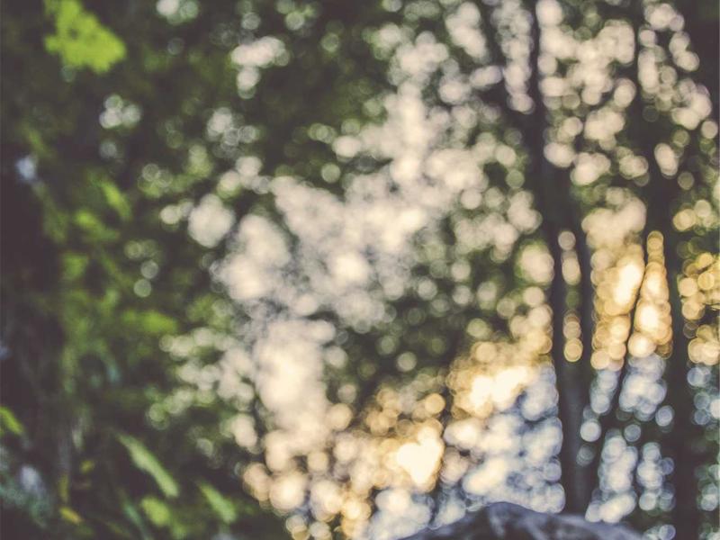 诗经草木疏<br>aamotnk.cn 蒹葭苍苍白露